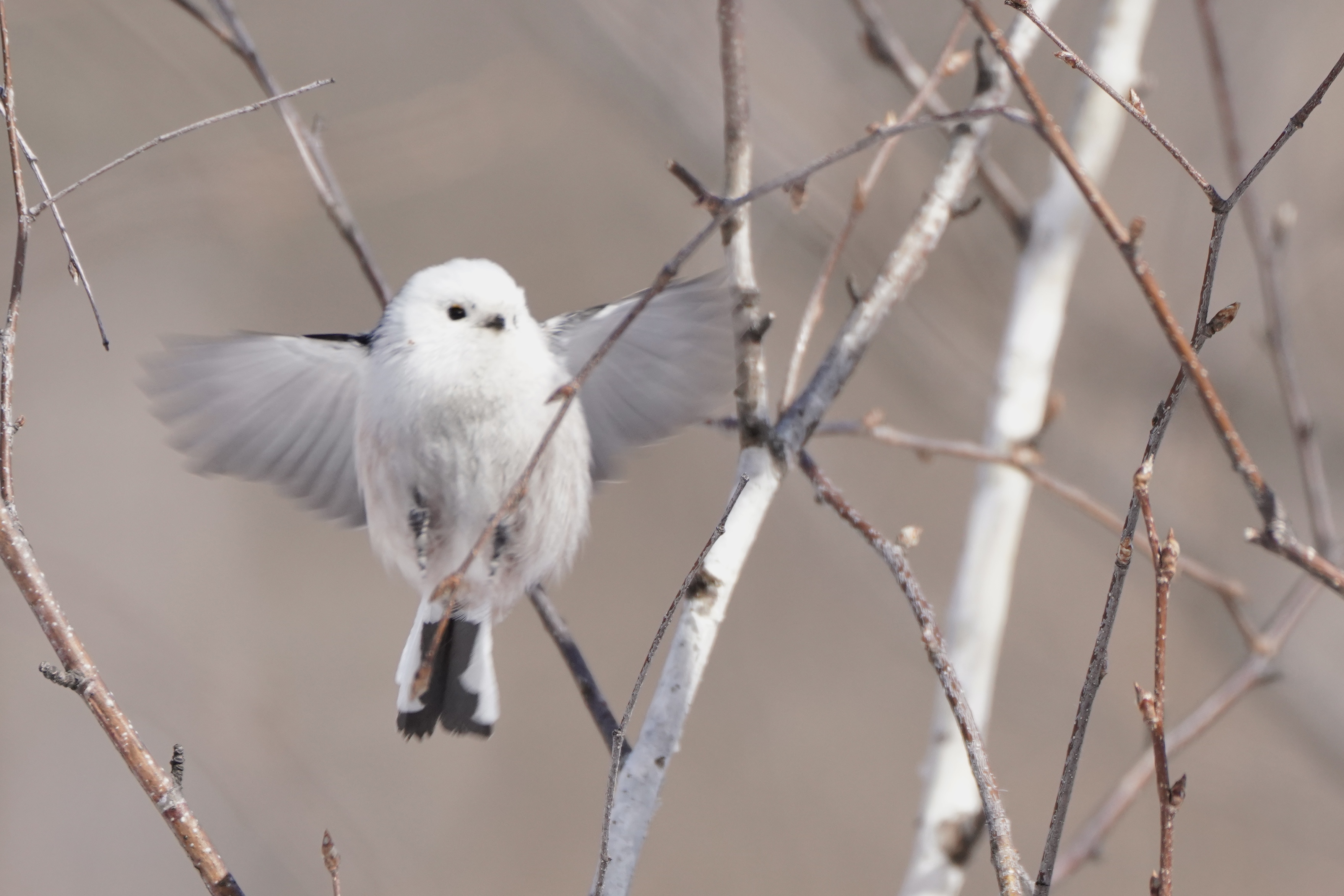 A long-tailed tit. /Fang Qiaoran