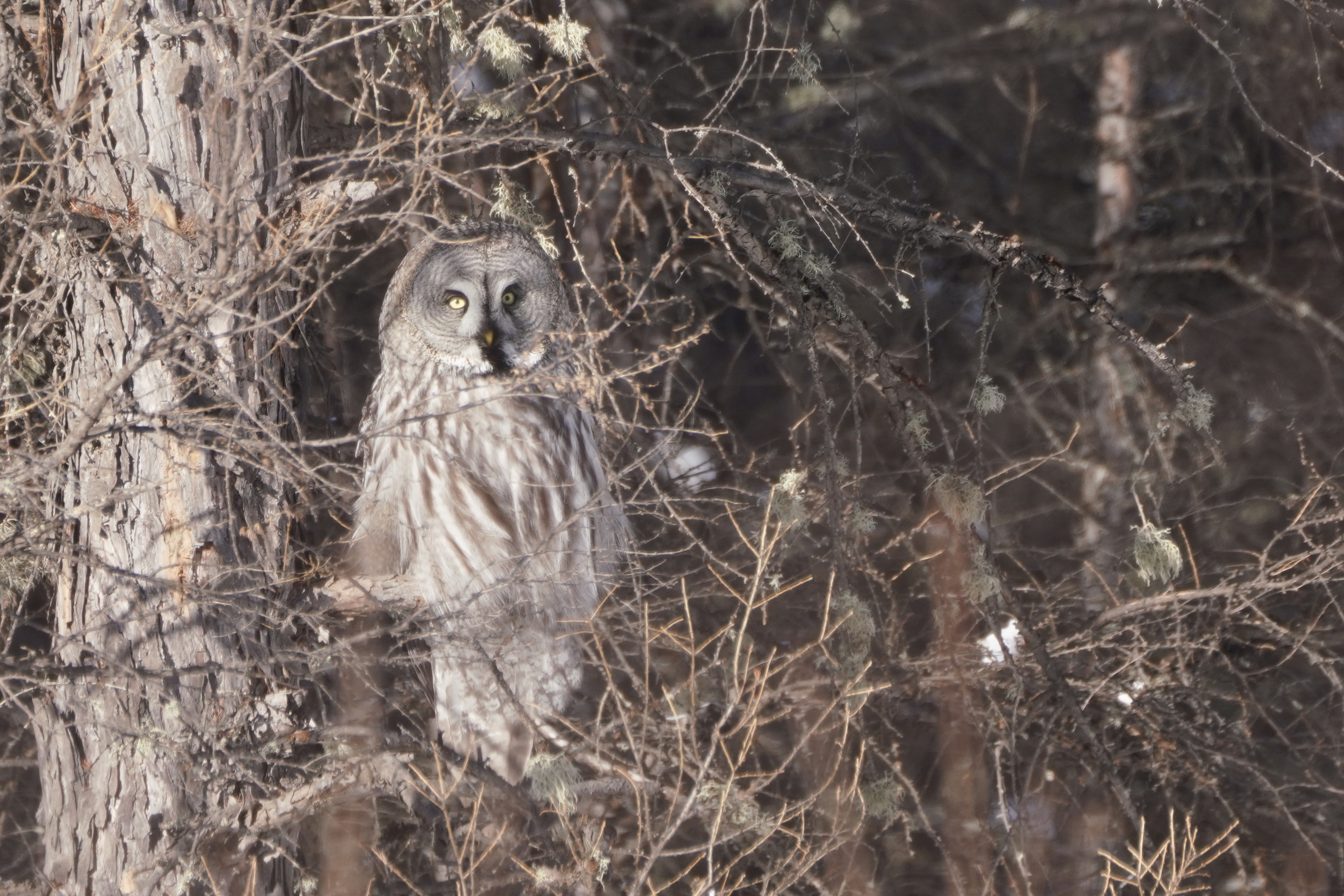 A great grey owl. /Fang Qiaoran