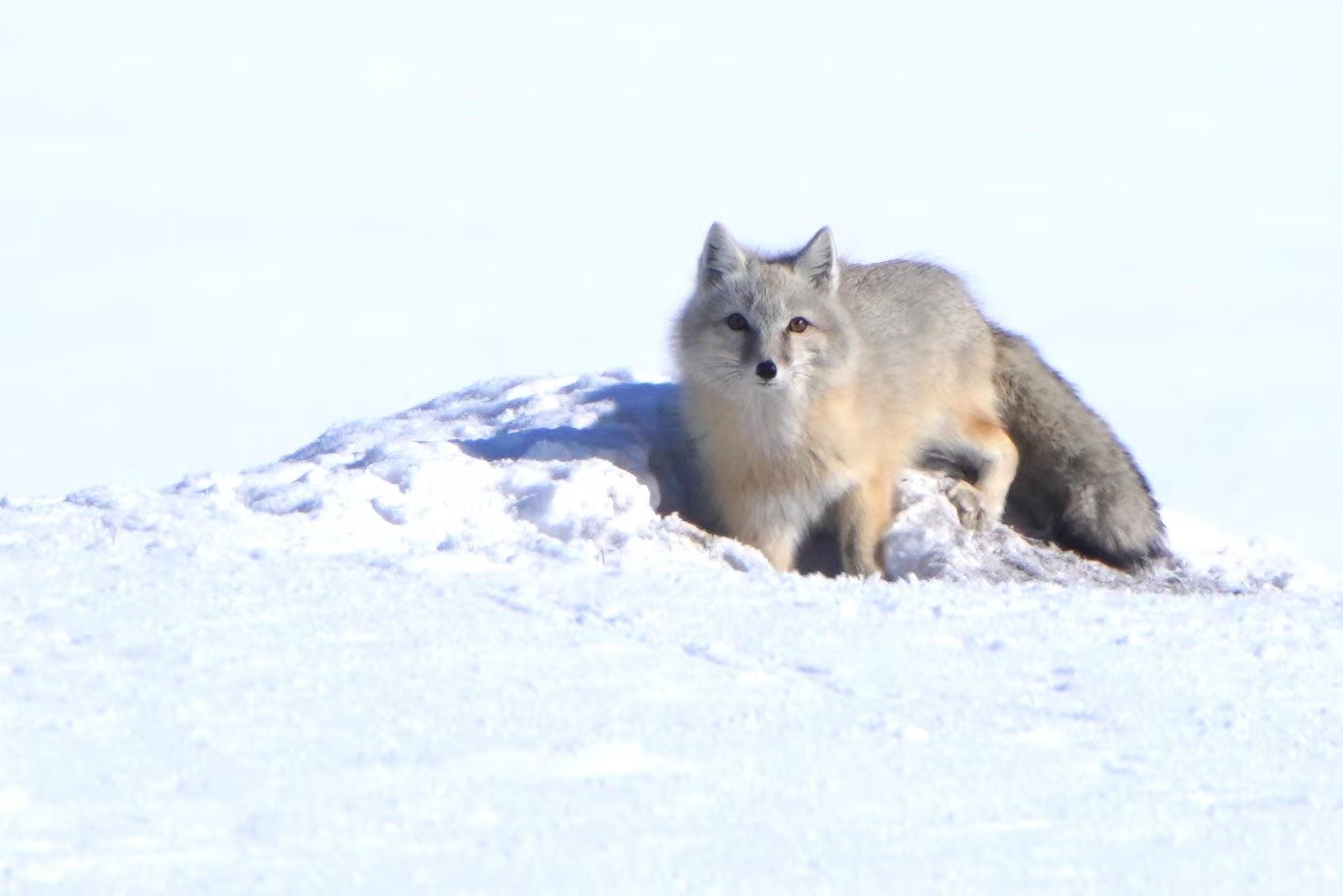 A corsac fox. /Fang Qiaoran