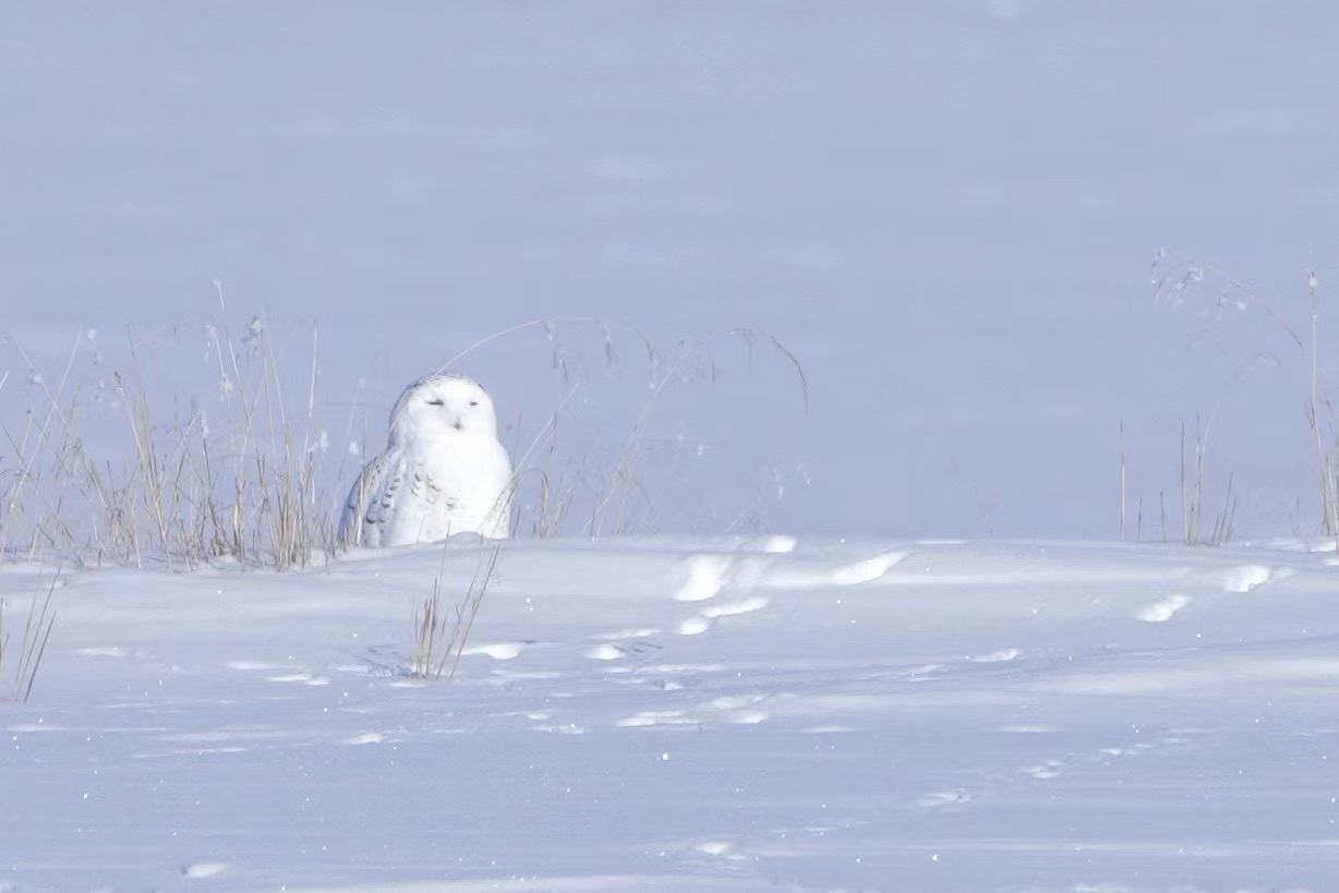 A male snowy owl with a smirky face. /Fang Qiaoran