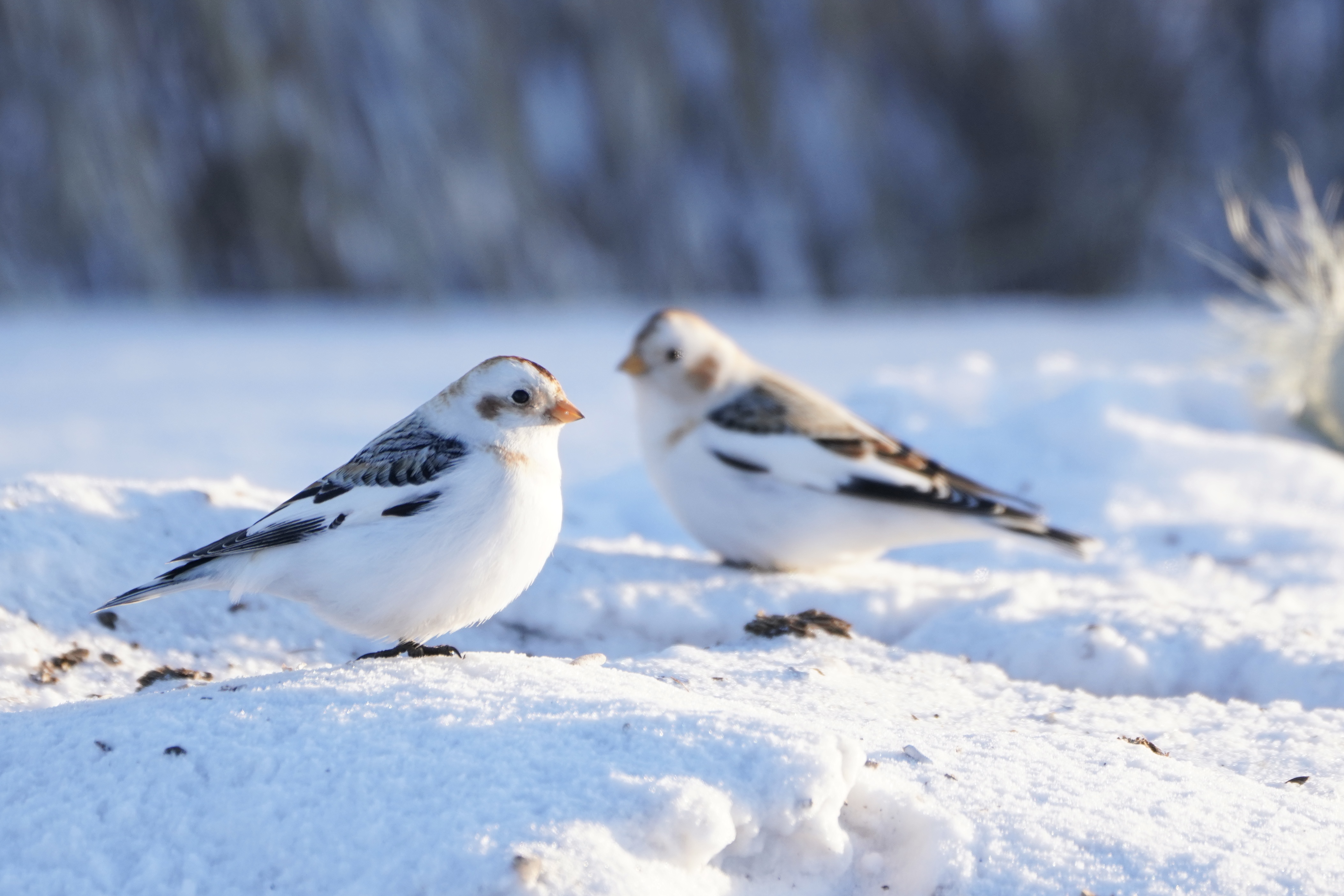 Snow bunting. /Fang Qiaoran