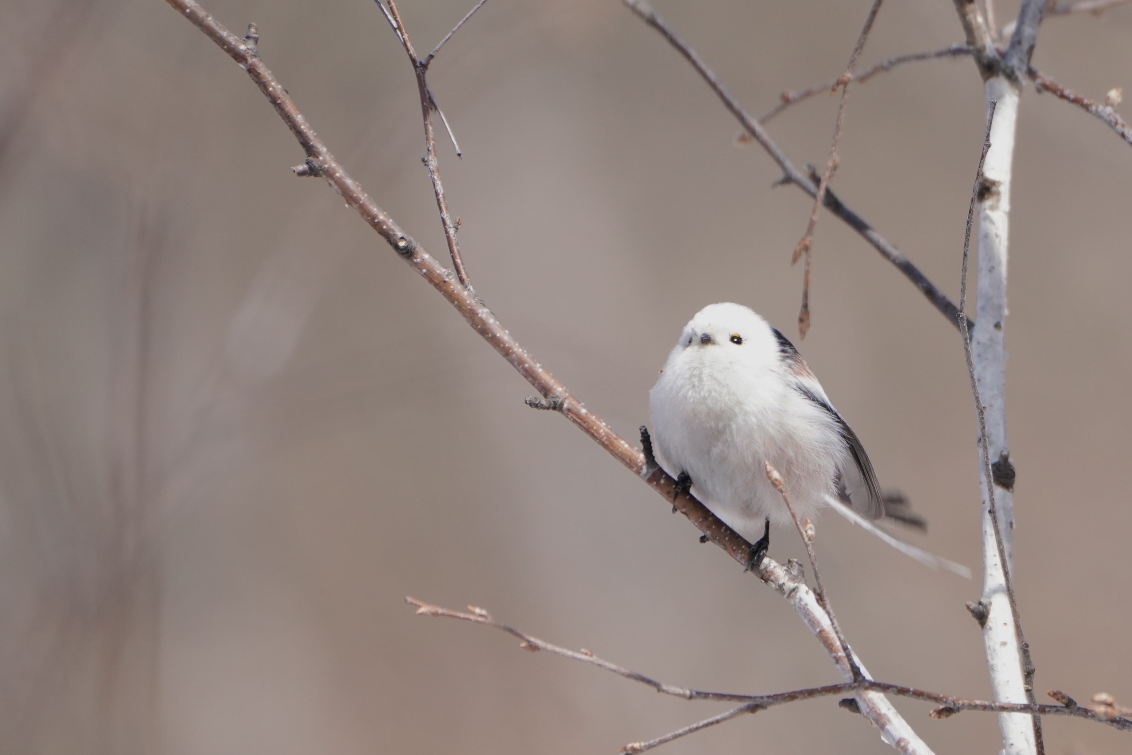 A long-tailed tit. /Fang Qiaoran