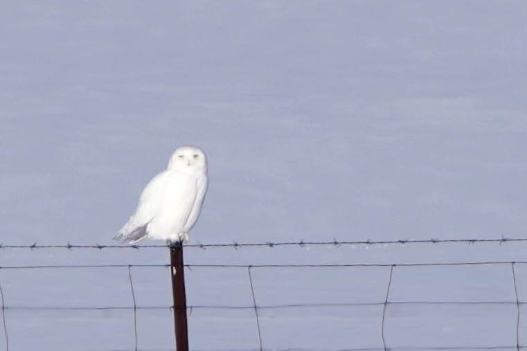 A male snowy owl with a smirky face. /Fang Qiaoran