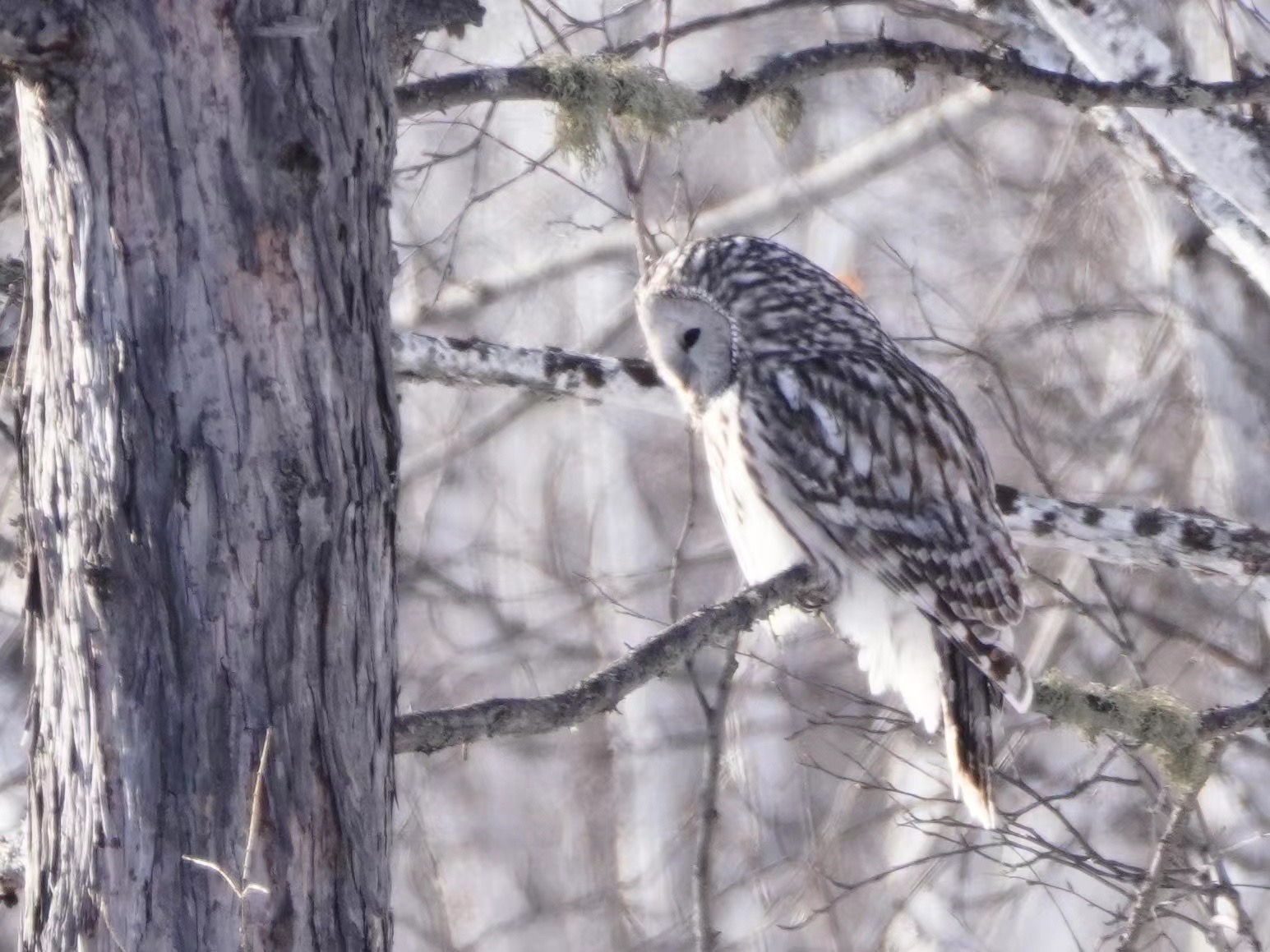 A Ural owl. /Fang Qiaoran