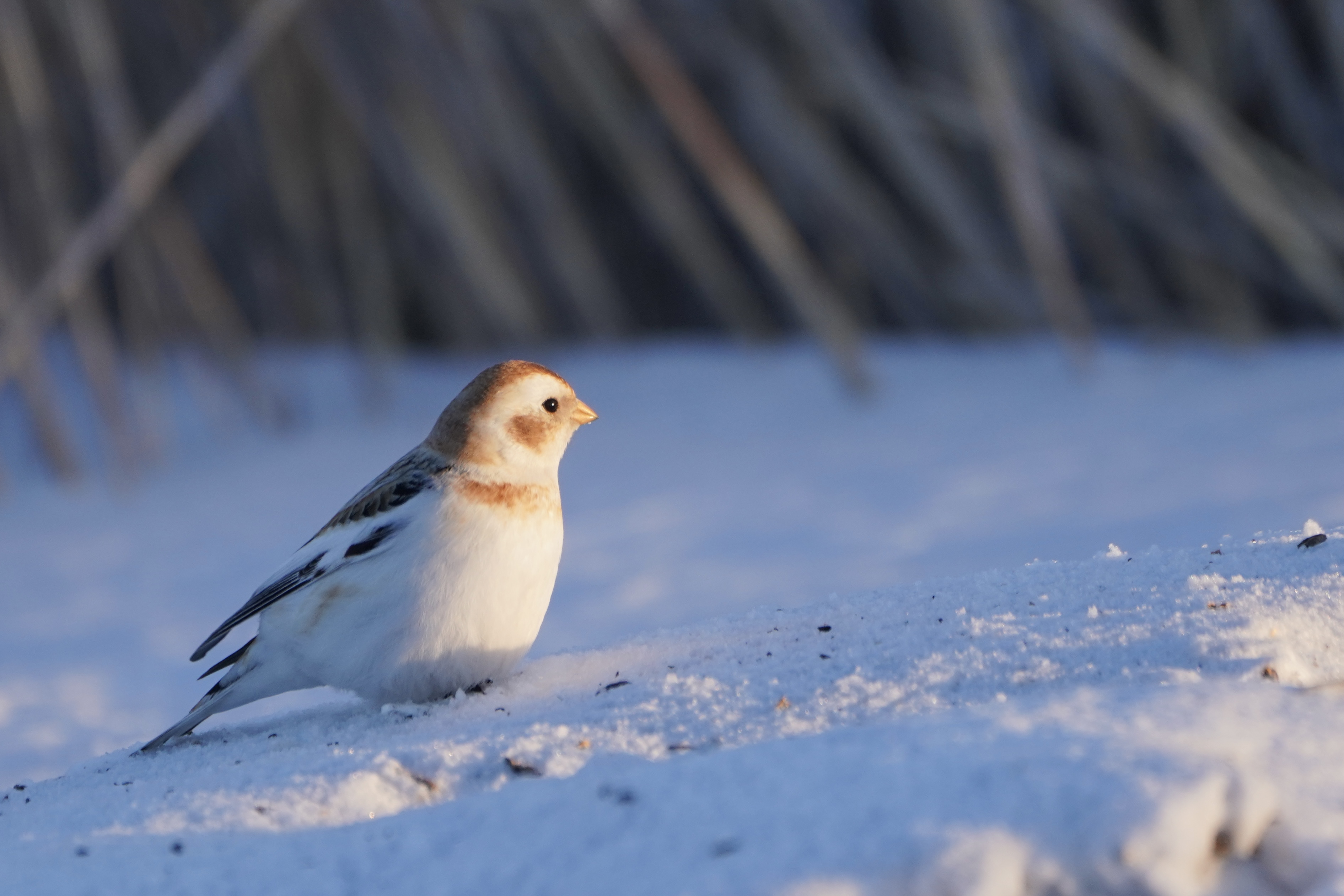 Snow bunting. /Fang Qiaoran