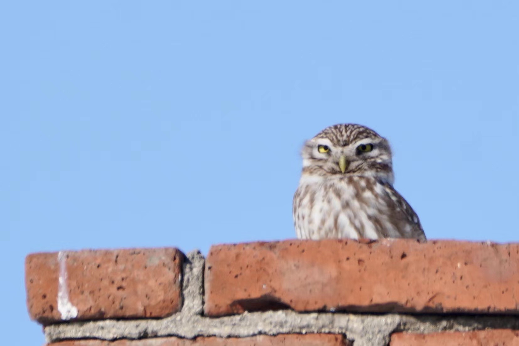 A little owl. /Fang Qiaoran