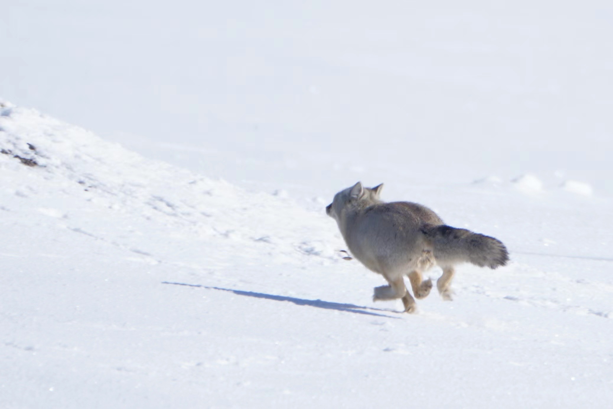 A corsac fox. /Fang Qiaoran