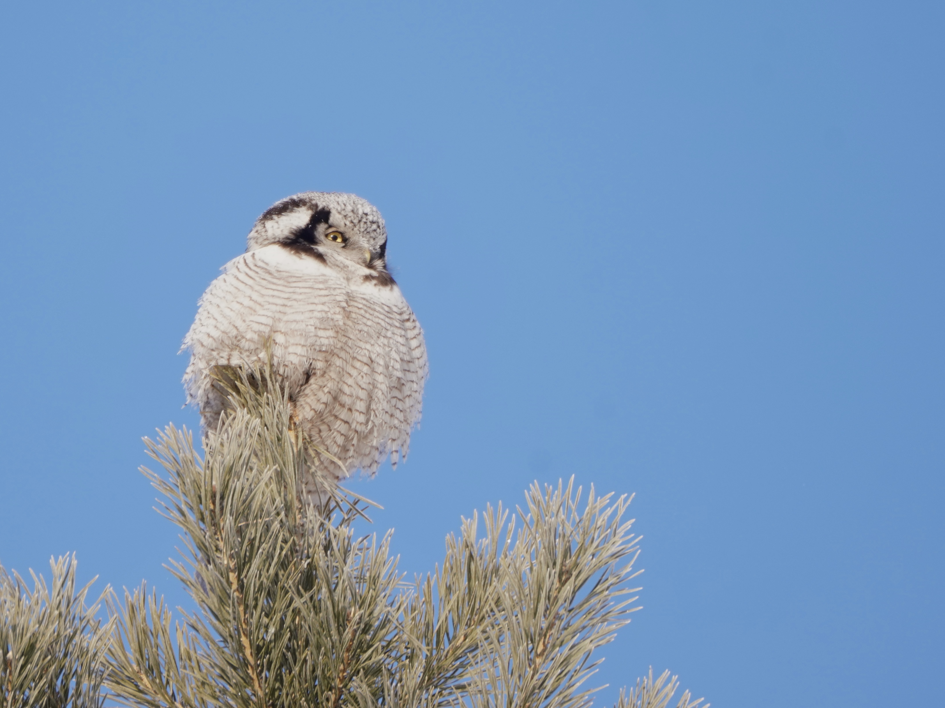 A northern hawk-owl. /Fang Qiaoran