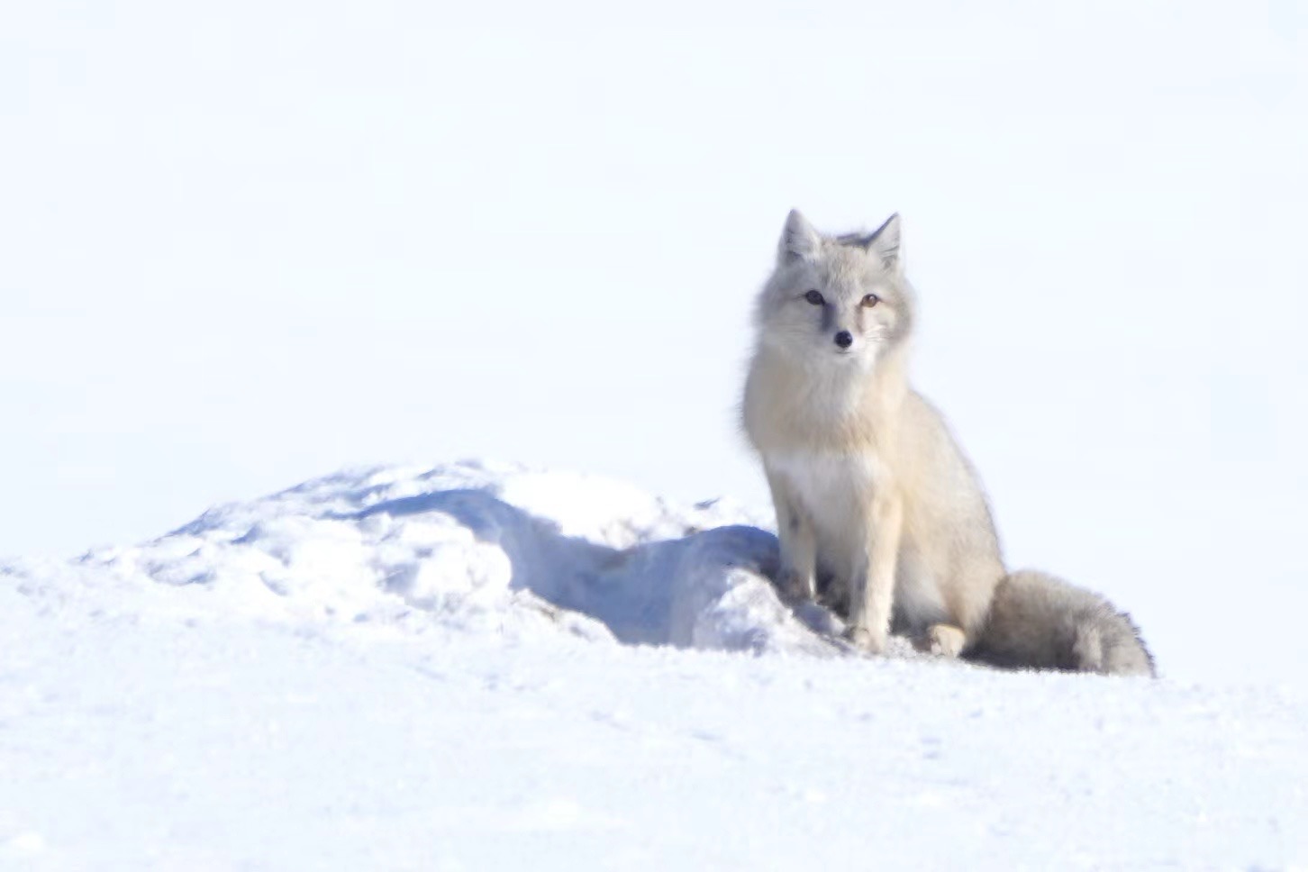 A corsac fox. /Fang Qiaoran