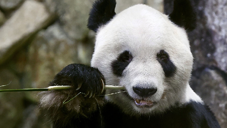 Three giant pandas return to China from Japanese zoo - CGTN