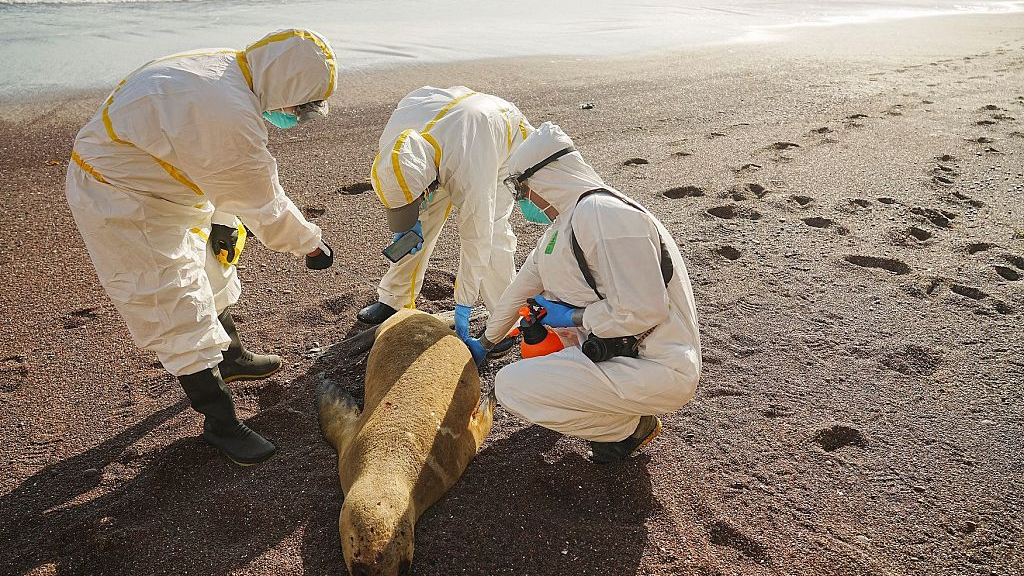 Bird flu kills sea lions in Peru