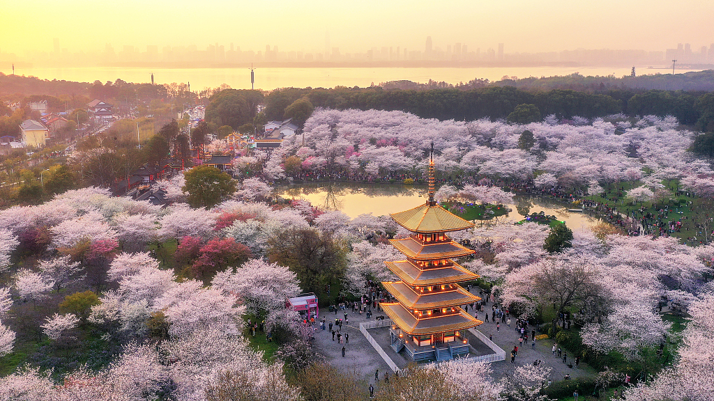 Scenery of a park in Wuhan City during the blooming period of cherry blossom. /VCG