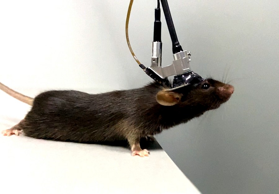 A mouse wearing the three-photon microscope developed by a research team from Peking University explores its surroundings, October 24, 2021. /Peking University