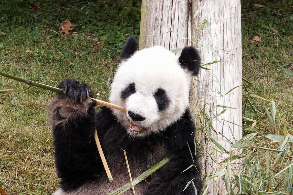 Giant panda Le Le eats bamboo inside his enclosure at the Memphis Zoo, November 1, 2022. /Reuters 