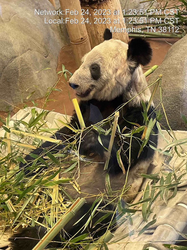 Giant panda Ya Ya at the Memphis Zoo, February 24, 2023. /CFP