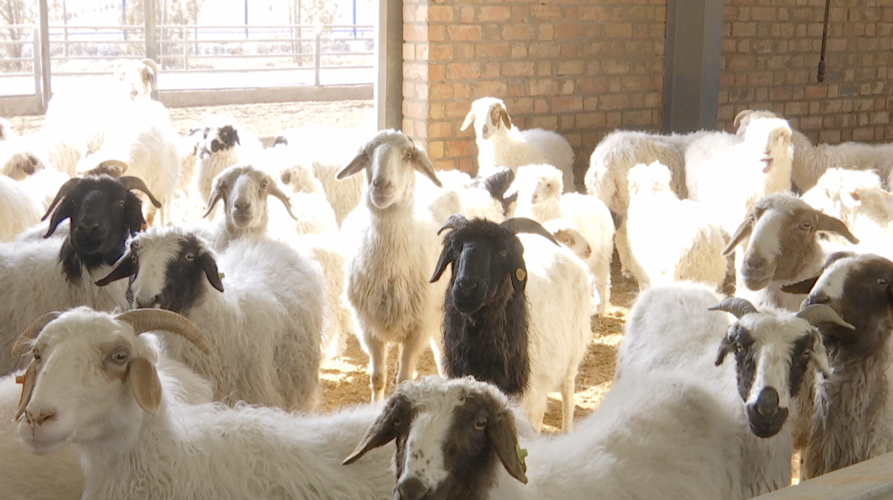 A sheep farm in Yanchi County, Ningxia Hui Autonomous Region. Ningxia is one of the country's largest pastoral regions. /CGTN