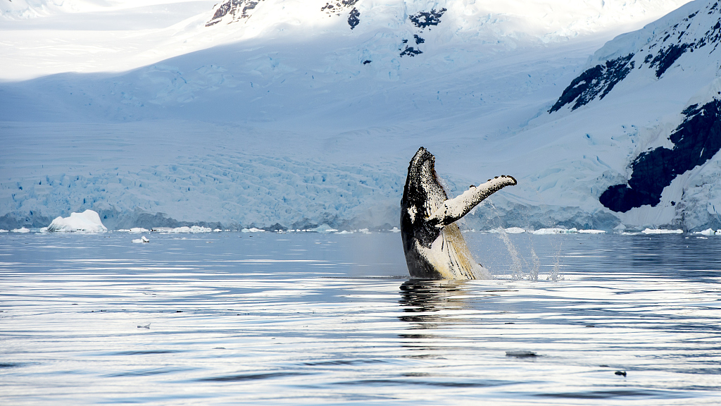 A whale in the Glacier Bay National Park. /CFP