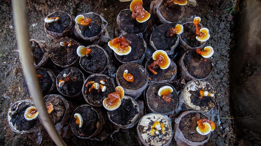 Fungi cultivated by a non-governmental organization called 