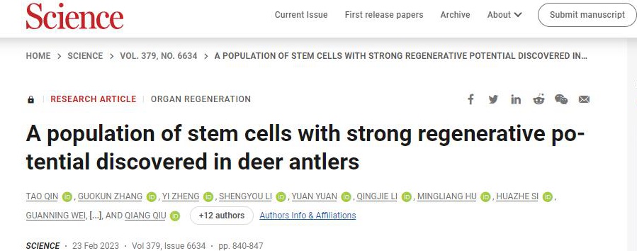 Regenerating bone with deer antler stem cells