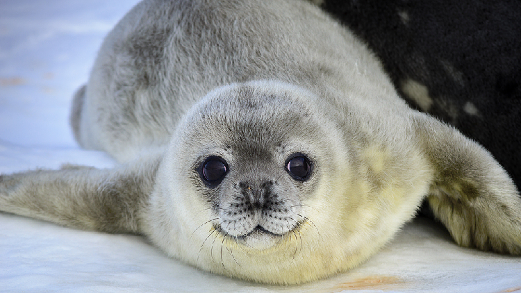 Let's protect the seal - CGTN