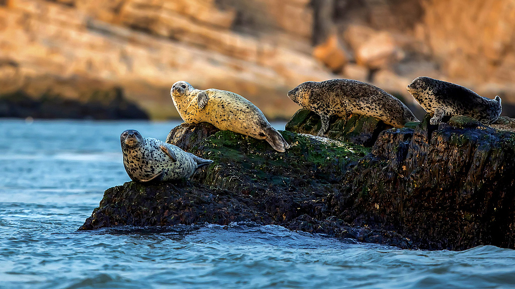 The waters in Changdao is home to fish, shrimps, crabs and other marine creatures like spotted seals. /CFP