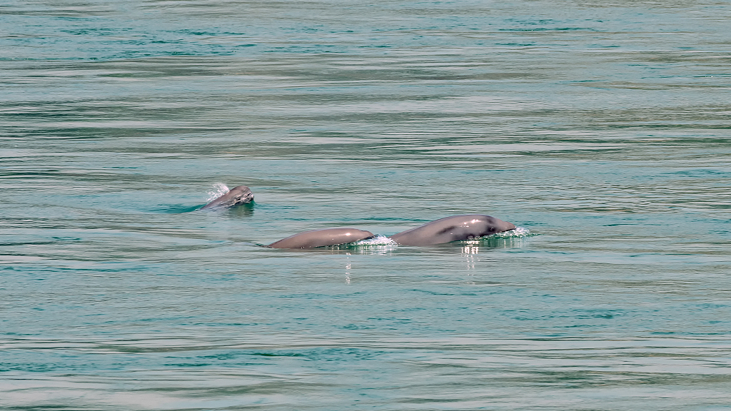 A family of Yangtze finless porpoise in Yichang City of central China's Hubei Province. /VCG