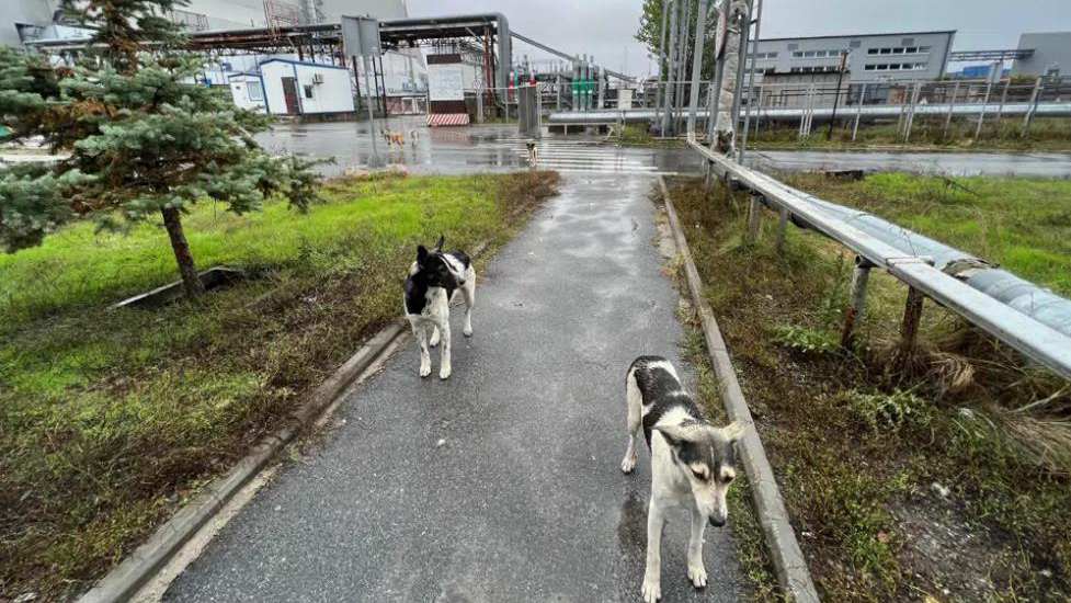 Dogs in the Chernobyl area of Ukraine on October 3, 2022. /AP