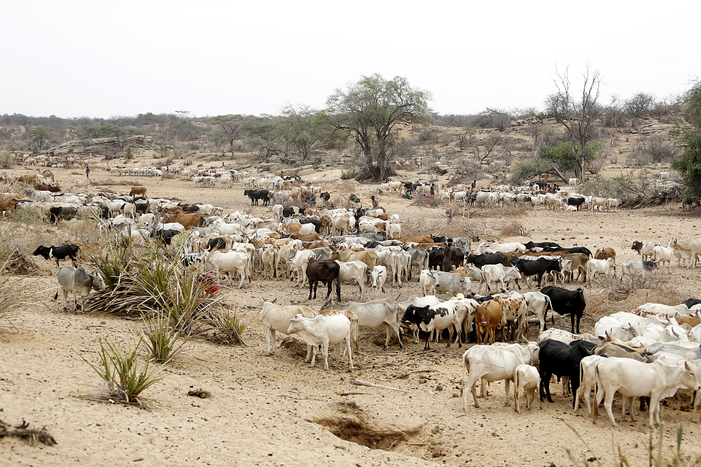 Cattle roam a dry area in Samburu County, Kenya, October 15, 2022. /CFP