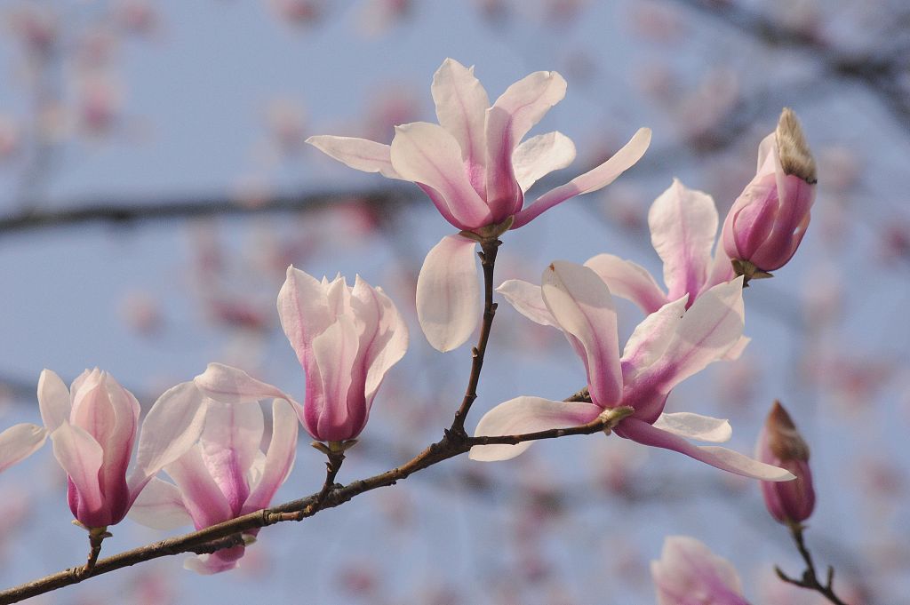 Stunning but endangered Magnolia blooms in E China