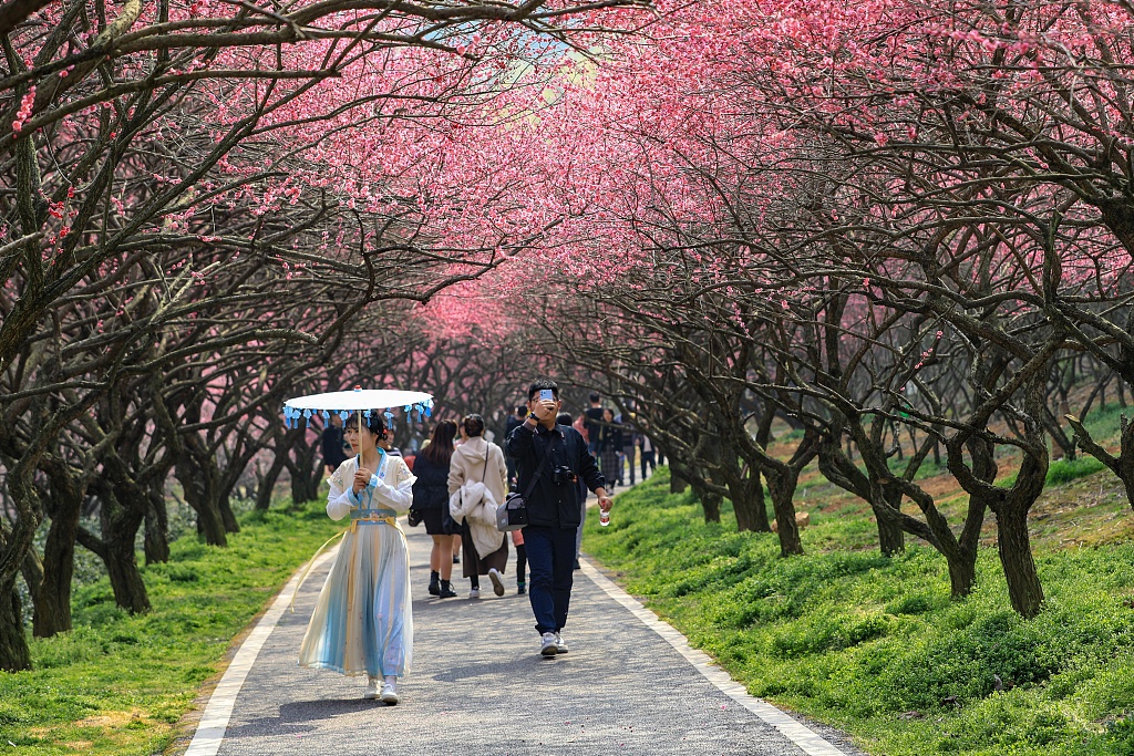 View of plum blossom in Changxing County, east China's Zhejiang Province, March 4. /CFP