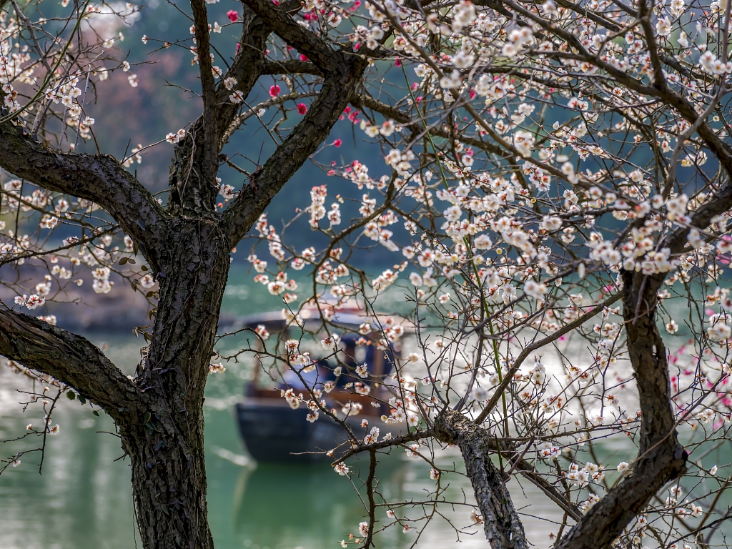 Plum blossom blooms in east China's Zhejiang Province on February 25, 2023. /CFP