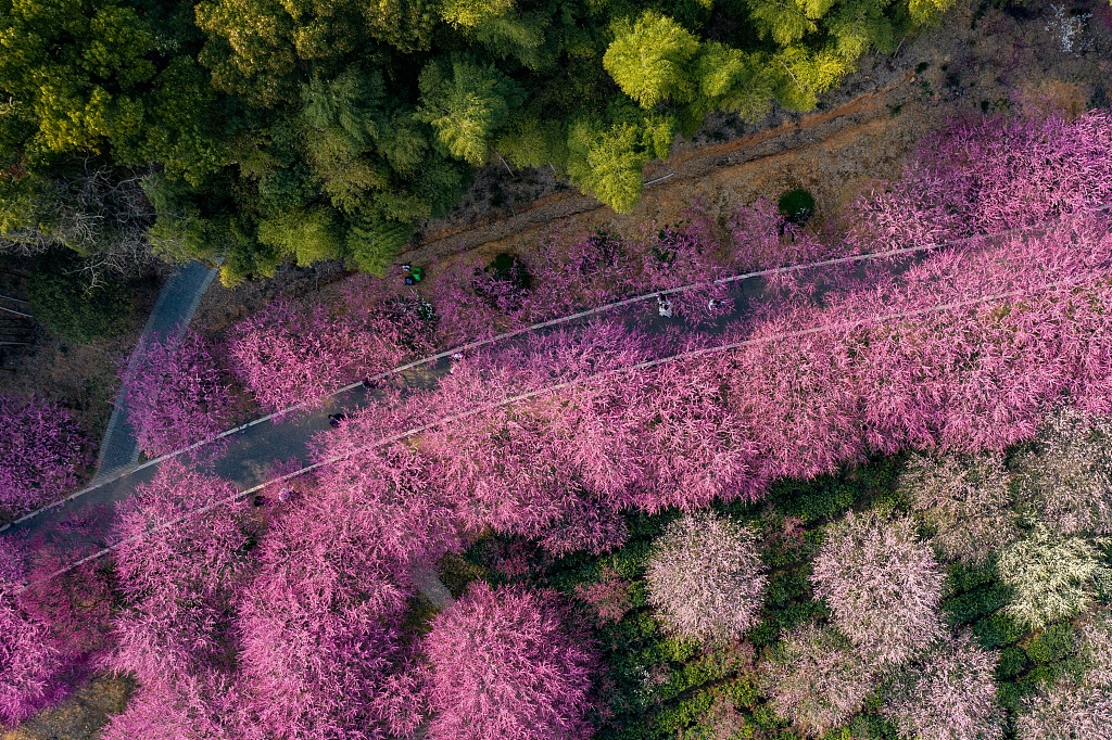 View of plum blossom in Changxing County, east China's Zhejiang Province, March 4. /CFP