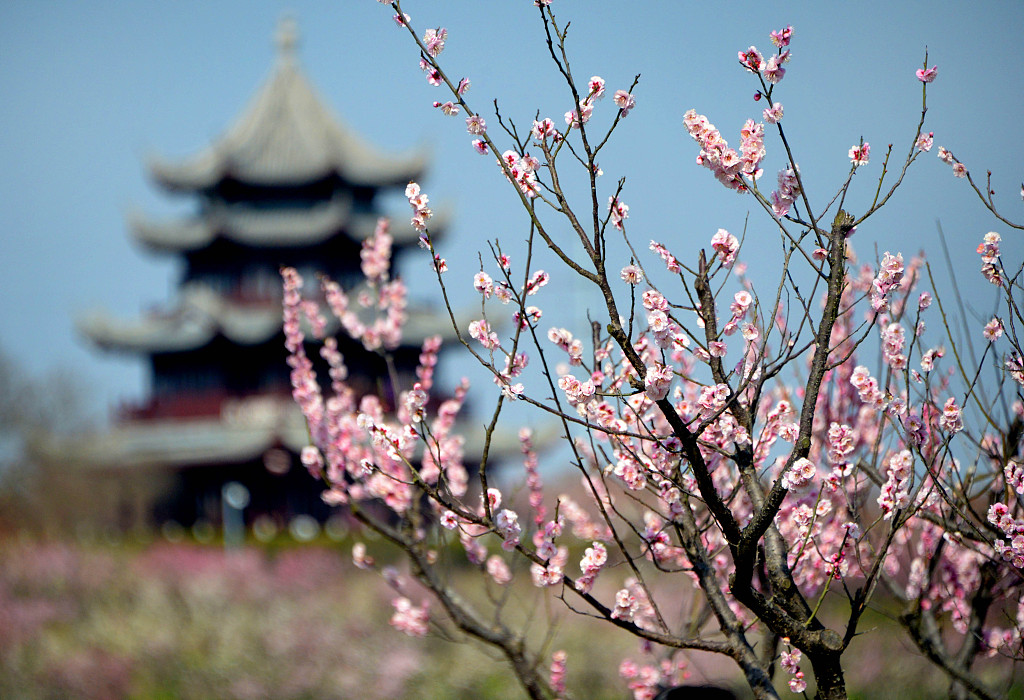 Plum blossom blooms in east China's Shanghai Municipality on March 4, 2023. /CFP