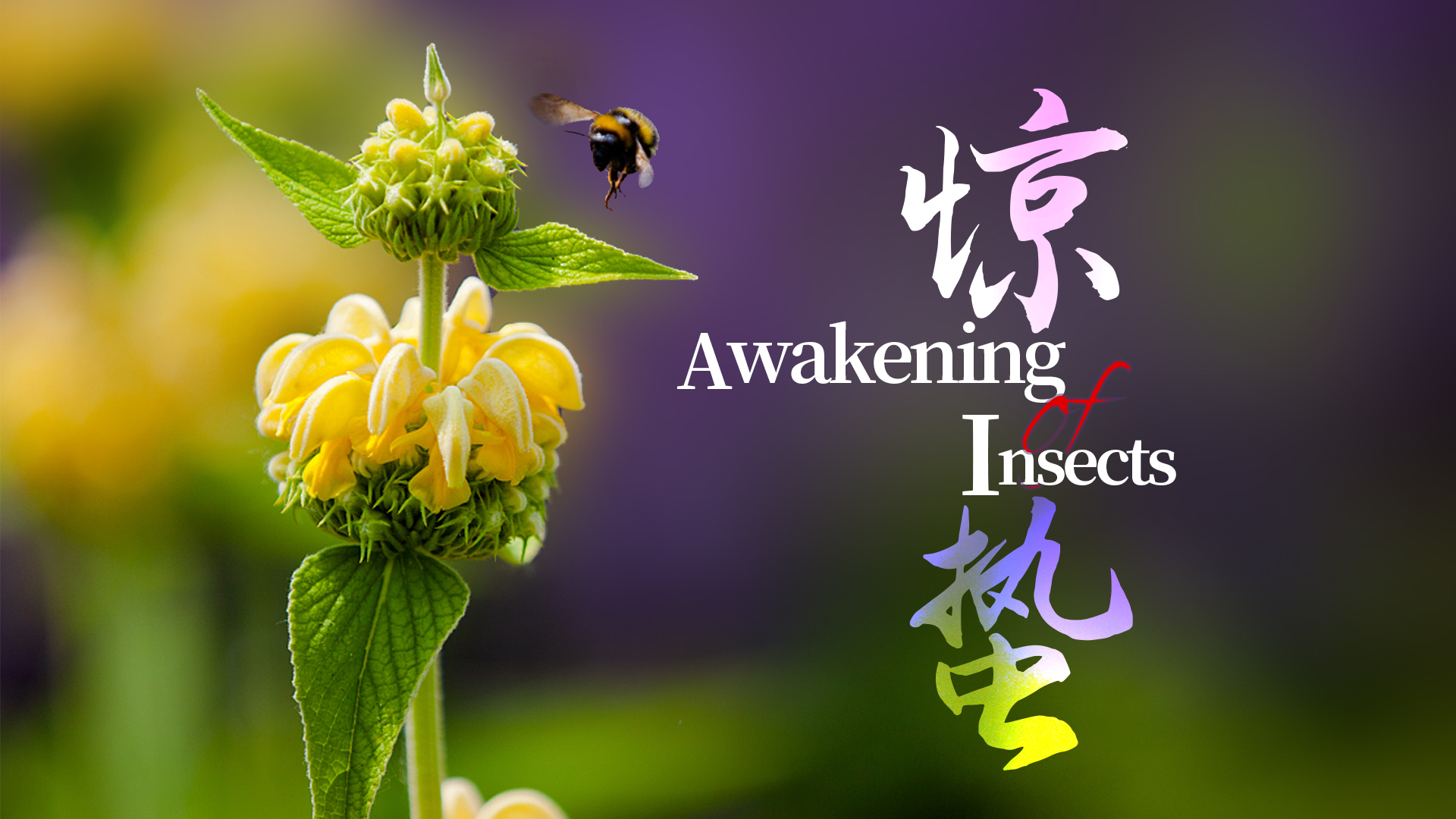 China's 24 solar terms: Jingzhe, Awakening of Insects