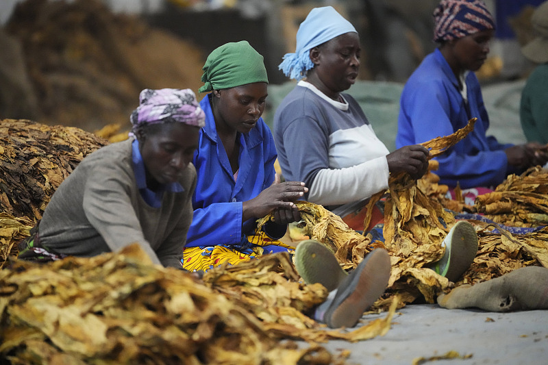 Women sort tobacco at a farm on the outskirts of Harare, Zimbabwe, April, 9, 2022. /CFP