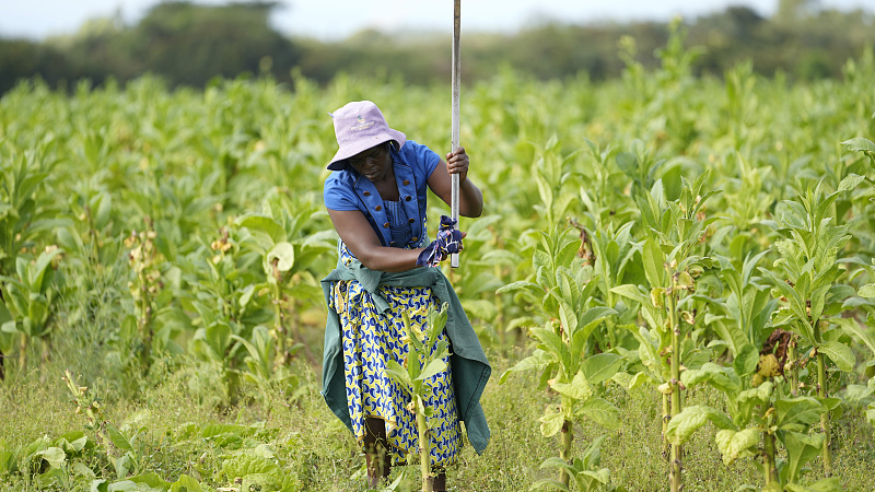 A woman works in a tobacco field at a farm on the outskirt of Harare, Saturday, April, 9, 2022.
