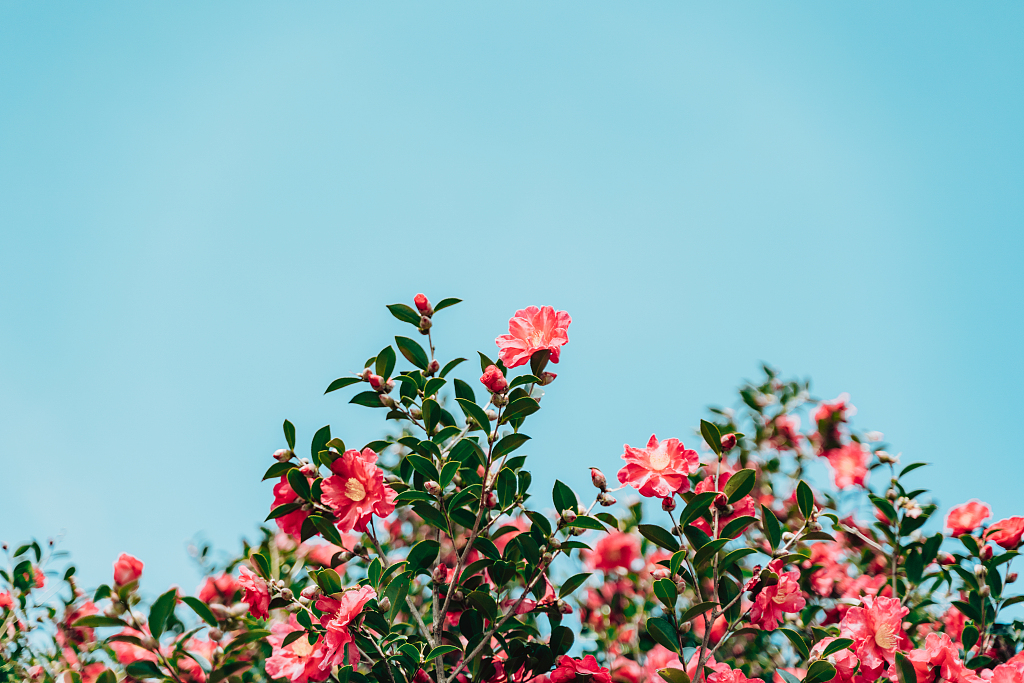 Camellia in bloom. /VCG