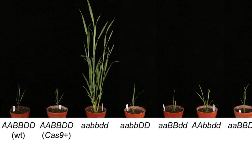 Phenotypes of the TaeIF4E-edited mutant lines at jointing stage under greenhouse conditions. /Plant Biotechnology Journal