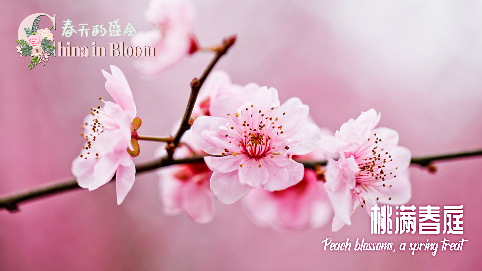 China in Bloom: A symbol of love and well-being, a sign of spring