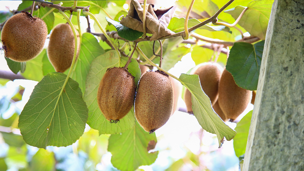 Kiwifruit in Hunan Province, China. /CFP