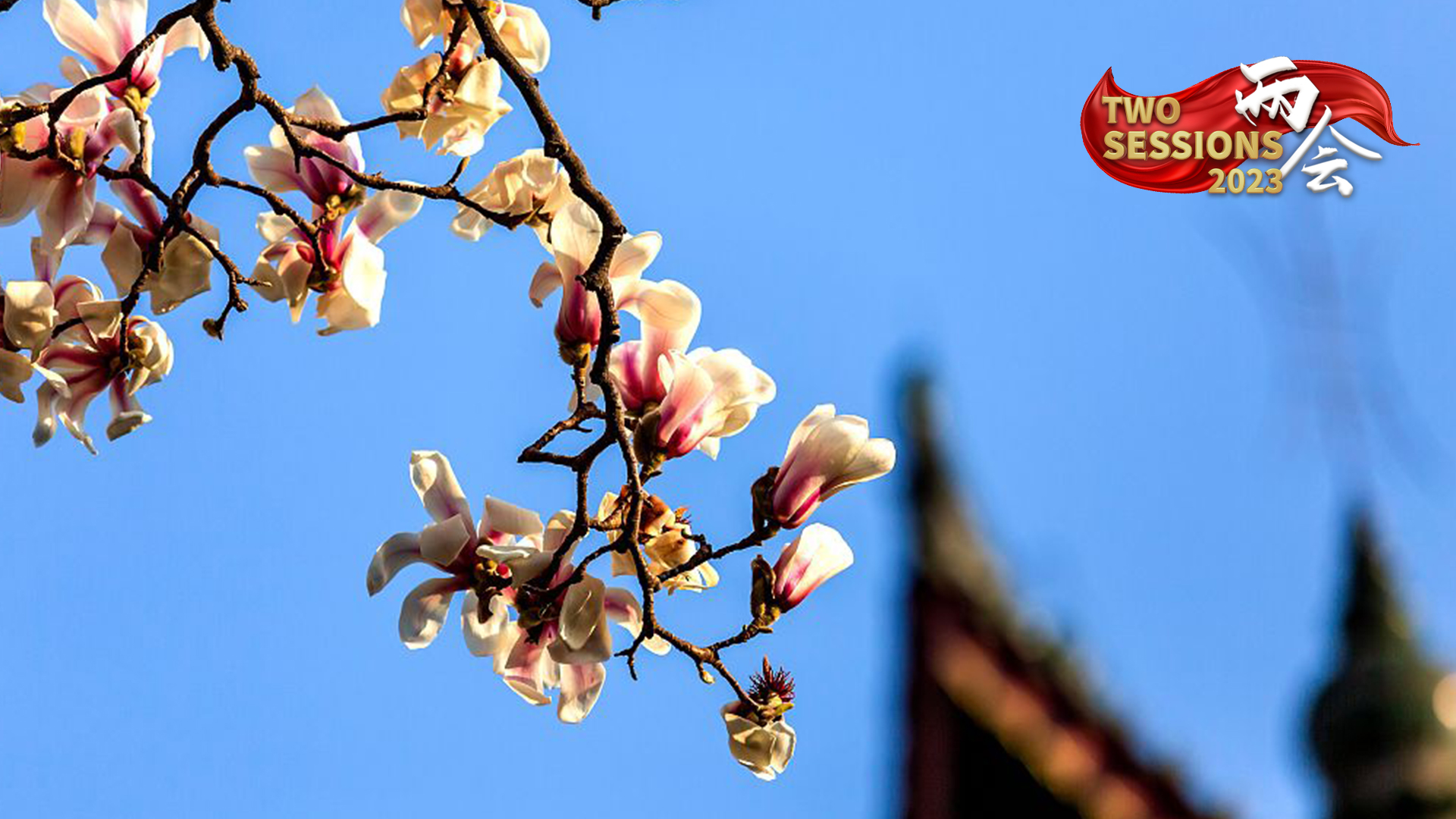 Live: Only ancient Eclipta blooms in NW China - Ep.2