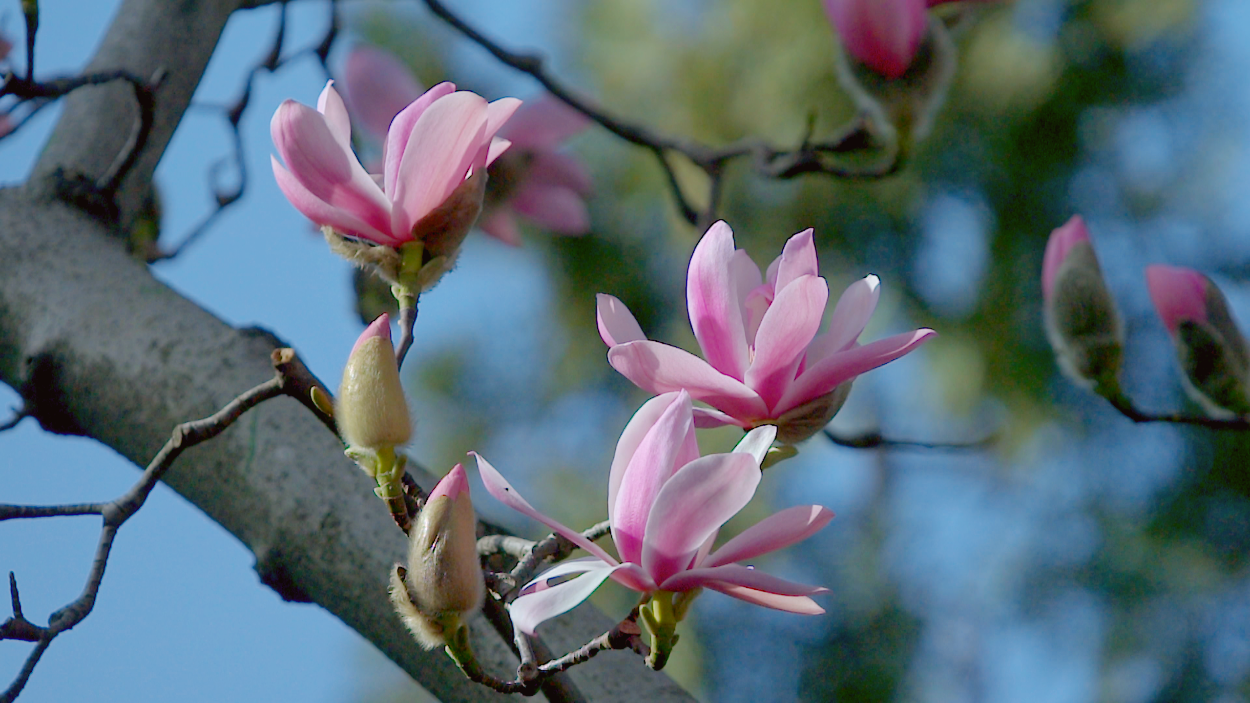 Live: Over 400-year-old flower blooms in NW China