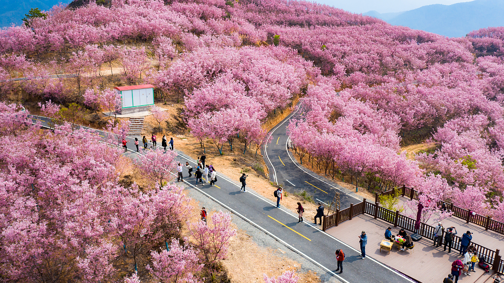 People visit a cherry garden in Laifang town, southeast China's Fujian Province, February 24, 2023. /CFP