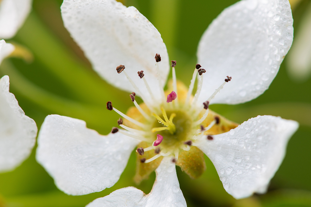 A pear blossom with raindrops. 