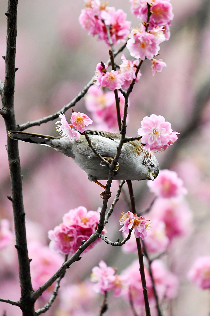 Spring flowers attract birds in SW China's Guizhou