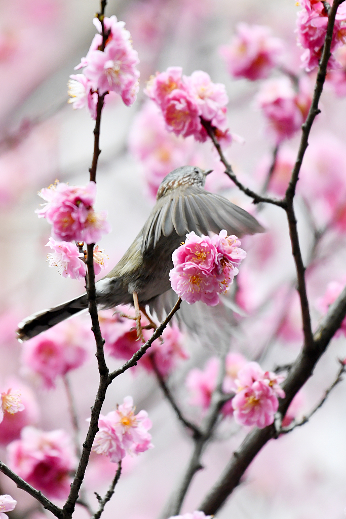 Spring flowers attract birds in SW China's Guizhou