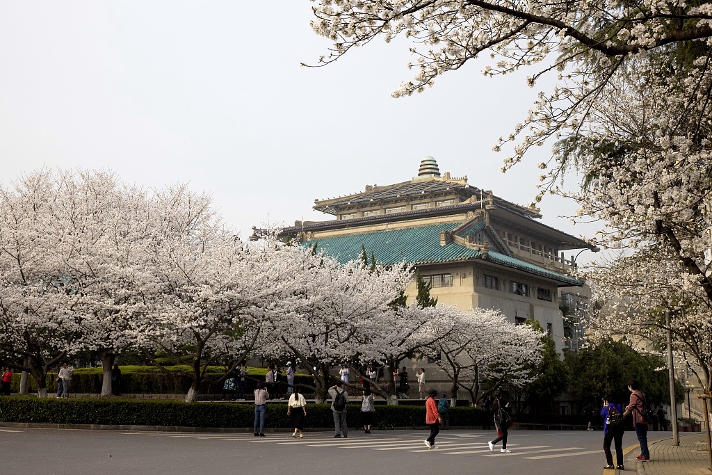Cherry trees in blossom on the campus of Wuhan University.