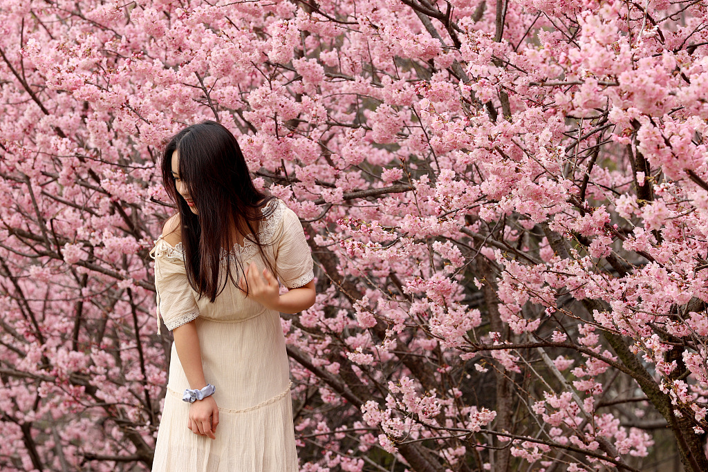 A girl poses for a photograph against a blossoming cherry tree in Wuhan University.