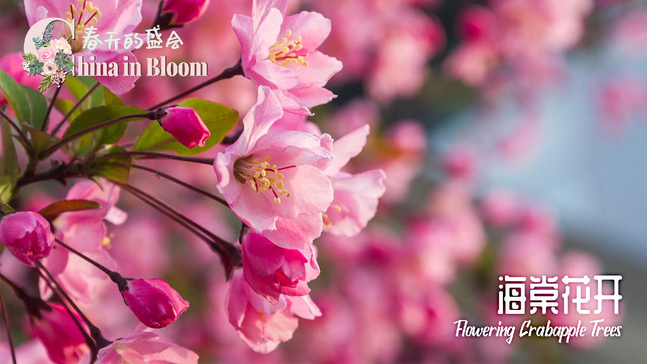 'China in Bloom': What are haitang flowers? - CGTN