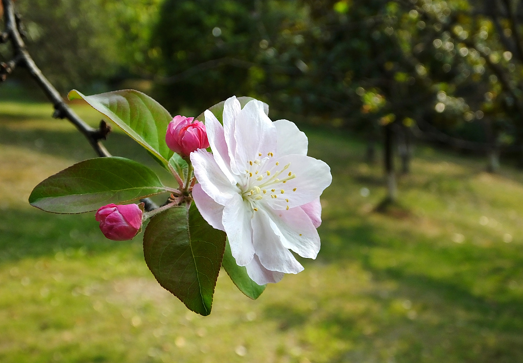Xifu haitang (Malus × micromalus) bloomed unexpectedly in Yichang City, central China's Hubei Province, October, 2022. /CFP